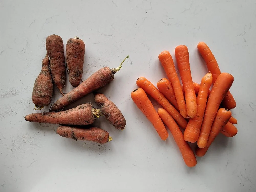 The Nutrient Gap: Can Regenerative Farming Solve Our Hidden Hunger?